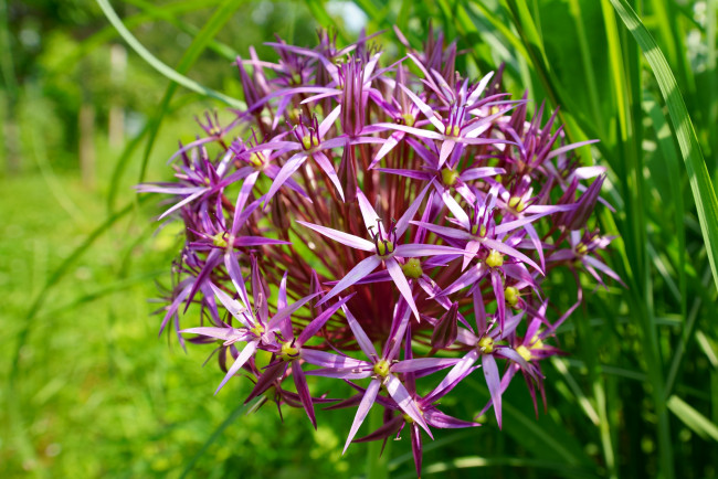 Обои картинки фото цветы, аллиум , декоративный лук, сиреневые