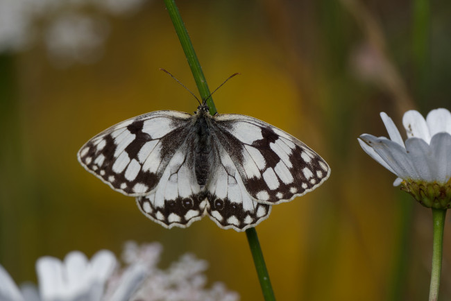 Обои картинки фото животные, бабочки,  мотыльки,  моли, бабочка