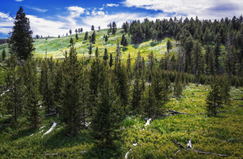 обоя рисованное, природа, пейзаж