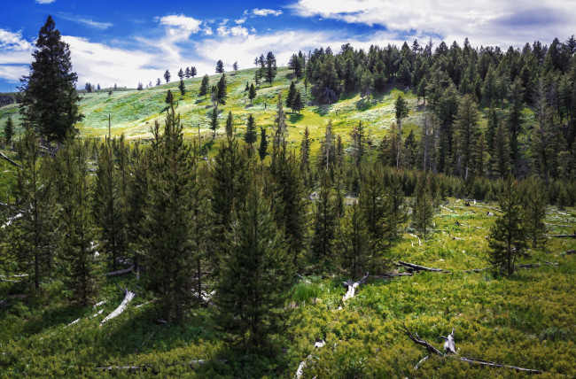 Обои картинки фото рисованное, природа, пейзаж