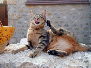 Картинка животные коты