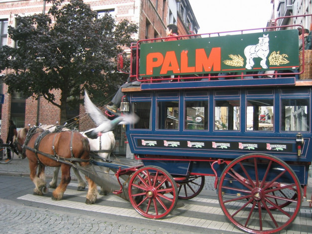 Обои картинки фото antwerp, разное, транспортные, средства, магистрали, улица, телега, лошадь, колесо, голубь, дерево, езда, повозка, надпись, зебра, дорога