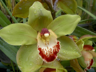 Картинка цветы орхидеи