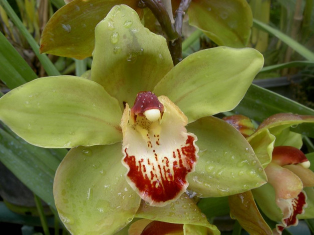 Обои картинки фото цветы, орхидеи