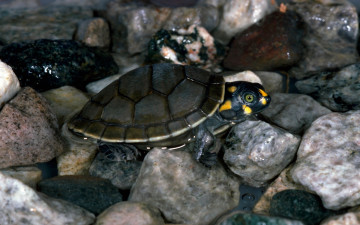 Картинка животные Черепахи