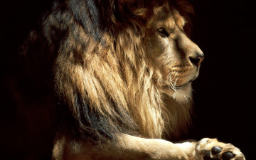 Картинка животные львы