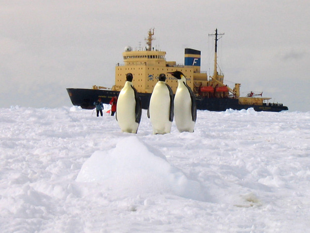 Обои картинки фото корабли, ледоколы