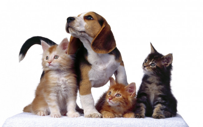 Обои картинки фото животные, разные, вместе