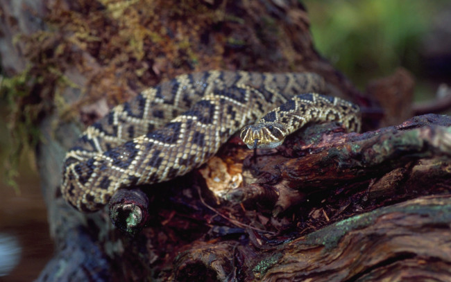 Обои картинки фото животные, змеи, питоны, кобры