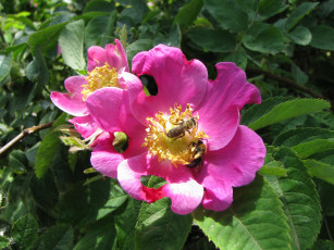 Картинка цветы шиповник