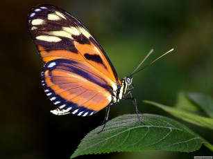 Картинка животные бабочки