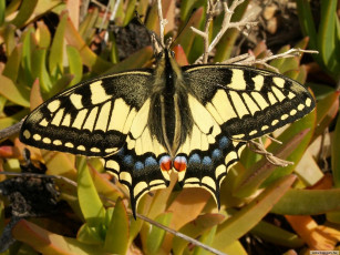 Картинка животные бабочки