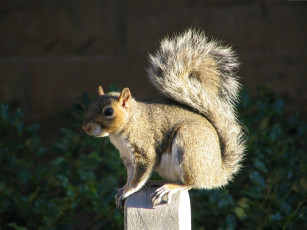 Картинка животные белки