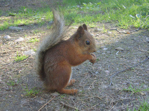 Картинка животные белки