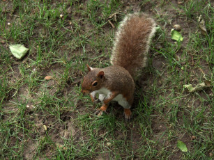 Картинка животные белки