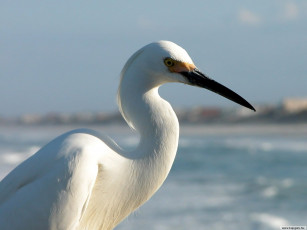 Картинка животные цапли