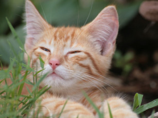 Картинка животные коты