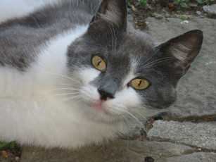 Картинка животные коты