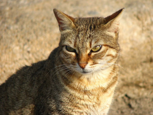 Картинка животные коты