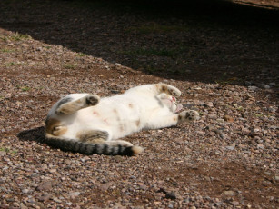 Картинка животные коты