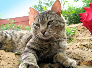 Картинка животные коты