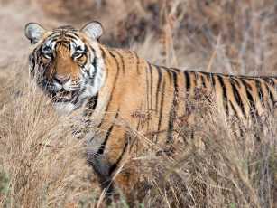 Картинка животные тигры