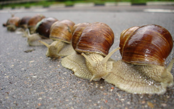 Картинка караван животные улитки