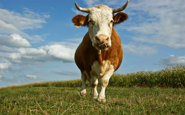 Картинка животные коровы буйволы