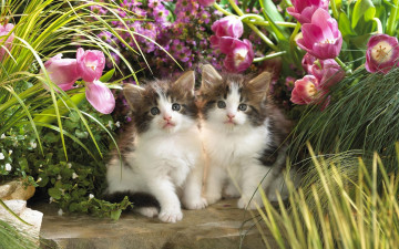 Картинка животные коты