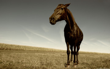Картинка животные лошади