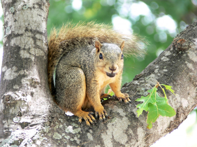 Обои картинки фото животные, белки