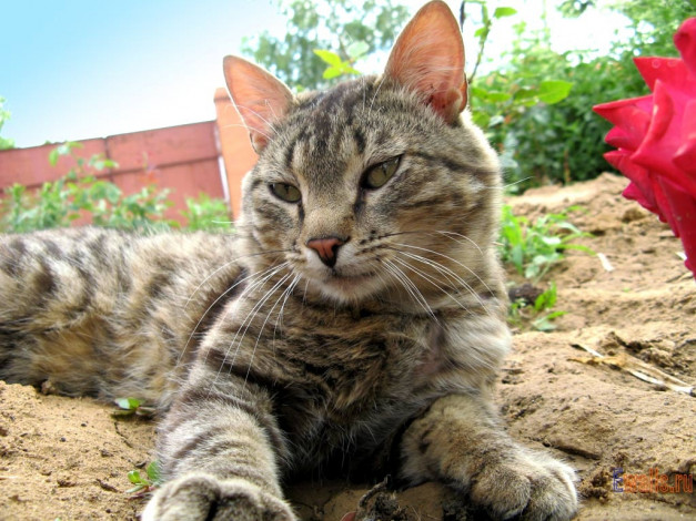 Обои картинки фото животные, коты