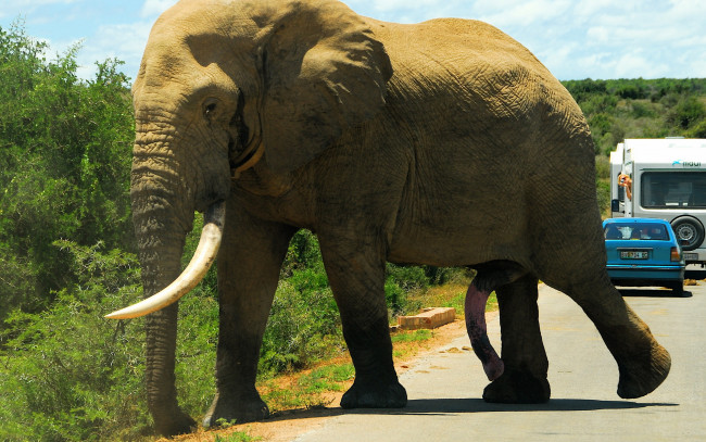 Обои картинки фото животные, слоны