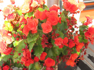 Картинка цветы бегония яркие красные