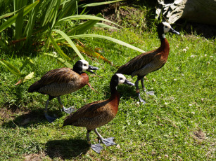 Картинка животные утки утята утка