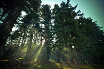 Картинка природа лес деревья ель лучи