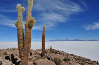 Картинка salar de uyuni природа другое кактус bolivia