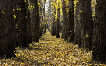 Картинка природа деревья листья