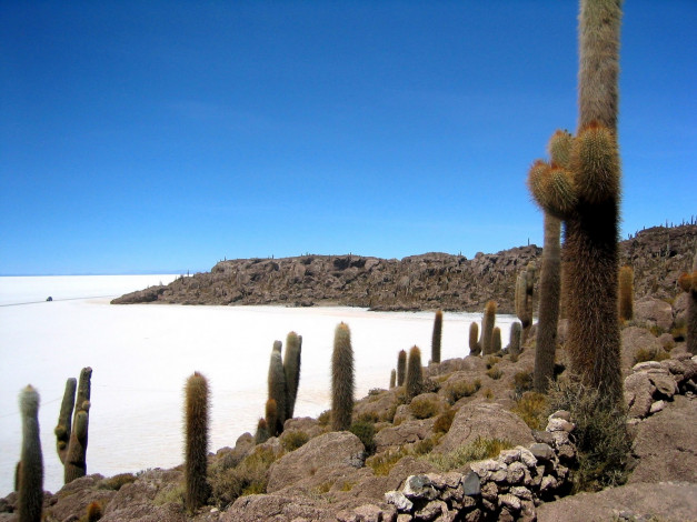 Обои картинки фото salar, de, uyuni, природа, другое, bolivia, кактус