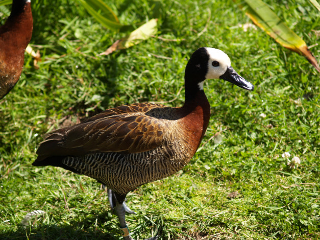 Обои картинки фото животные, утки, утка