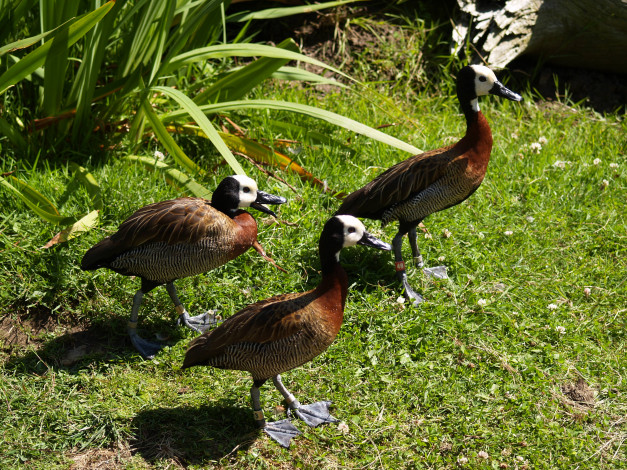 Обои картинки фото животные, утки, утята, утка