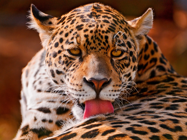 Обои картинки фото животные, Ягуары, ягуар, язык