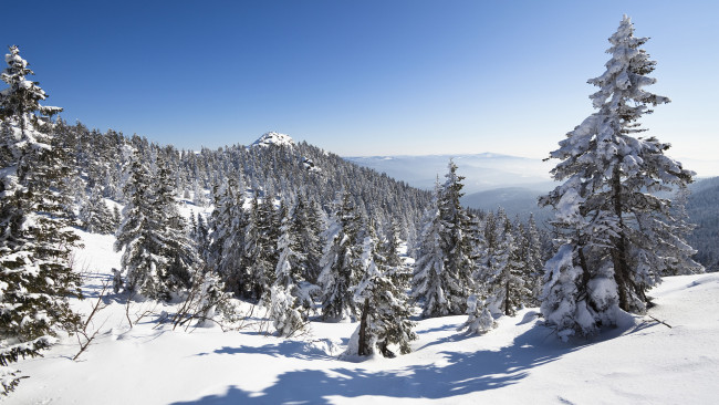 Обои картинки фото природа, зима, снег, деревья