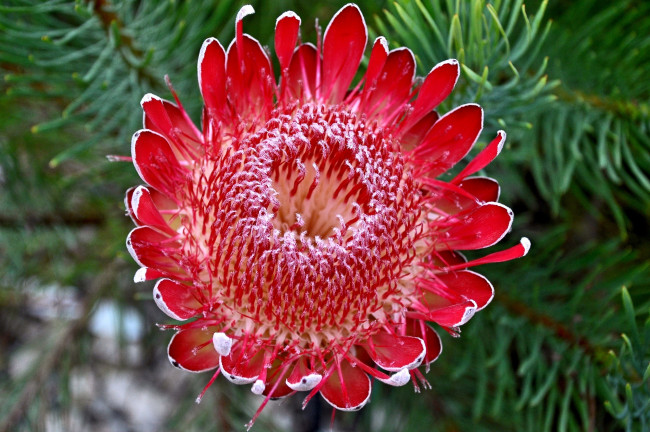 Обои картинки фото цветы, протея, экзотика, круглый, красный