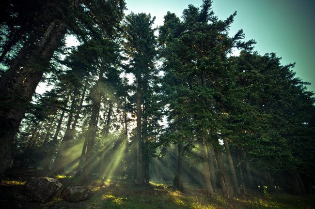 Обои картинки фото природа, лес, деревья, ель, лучи