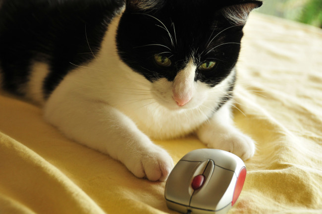 Обои картинки фото животные, коты, мышь