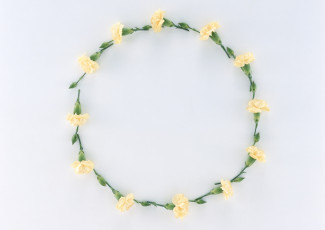 Картинка цветы гвоздики бутоны