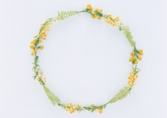 Картинка цветы разные вместе бутоны