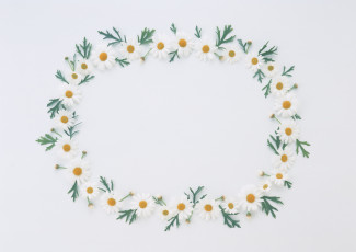 Картинка цветы ромашки бутоны