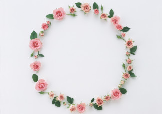 Картинка цветы розы бутоны